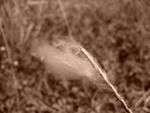 p1000244.jpg