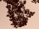 p1000254.jpg