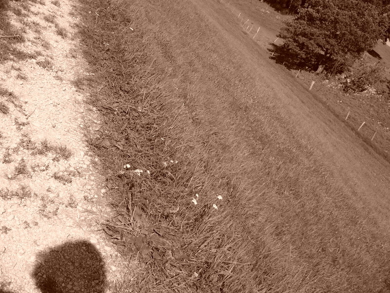p1000240.jpg