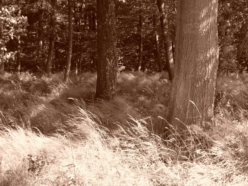 p1000251.jpg
