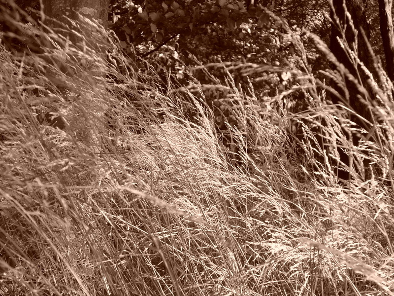 p1000252.jpg