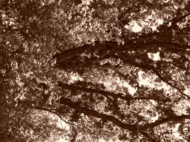 p1000253.jpg